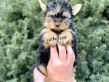 Safkan Mini Yorkshire Terrier Yavrularımız