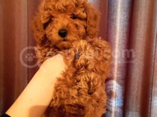 Şirin Mini Toy Poodle Yavrularımız görsel