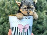 Yorkshire Terrier Mini Erkek Yavrumuz