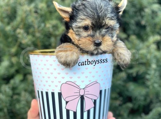 Yorkshire Terrier Mini Erkek Yavrumuz görsel