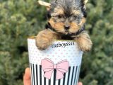 Yorkshire Terrier Mini Erkek Yavrumuz