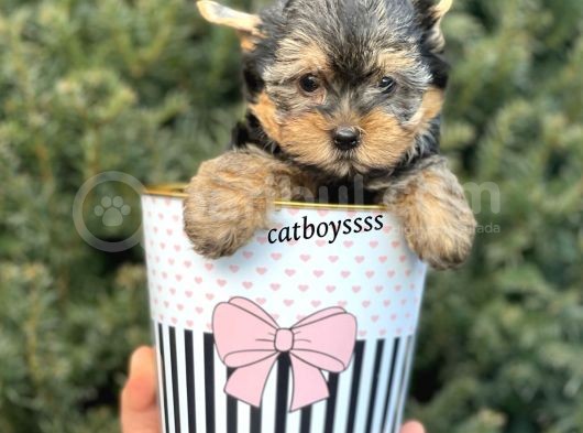 Yorkshire Terrier Mini Erkek Yavrumuz görsel