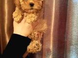 Şirin Mini Toy Poodle Yavrularımız