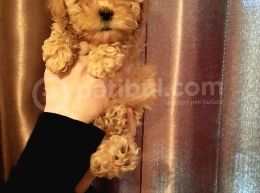 Şirin Mini Toy Poodle Yavrularımız görsel