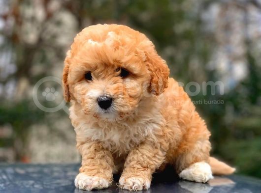 2. Aylik Erkek Ve Di̇şi̇ Malti̇poo Yavrular görsel