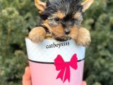 Mini Yorkshire Terrier Erkek Yavrumuz