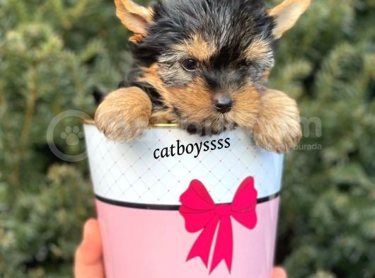 Mini Yorkshire Terrier Erkek Yavrumuz görsel