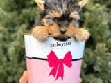 Mini Yorkshire Terrier Erkek Yavrumuz