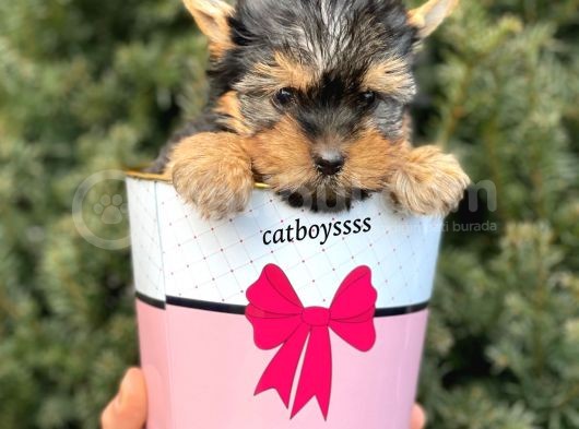 Mini Yorkshire Terrier Erkek Yavrumuz