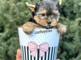 Yorkshire Terrier Mini Erkek Yavrumuz