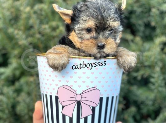 Yorkshire Terrier Mini Erkek Yavrumuz görsel