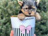 Yorkshire Terrier Mini Erkek Yavrumuz