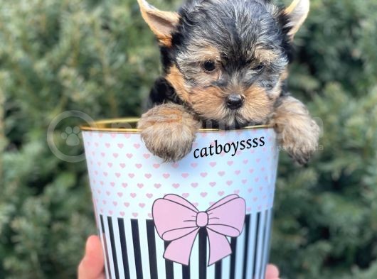 Yorkshire Terrier Mini Erkek Yavrumuz