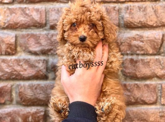 Red Brown Kızıl Renk Toy Poodle Erkek Yavrumuz görsel