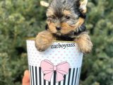 Yorkshire Terrier Mini Erkek Yavrumuz
