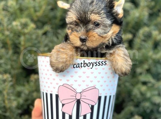 Yorkshire Terrier Mini Erkek Yavrumuz görsel