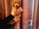 Şirin Mini Toy Poodle Yavrularımız