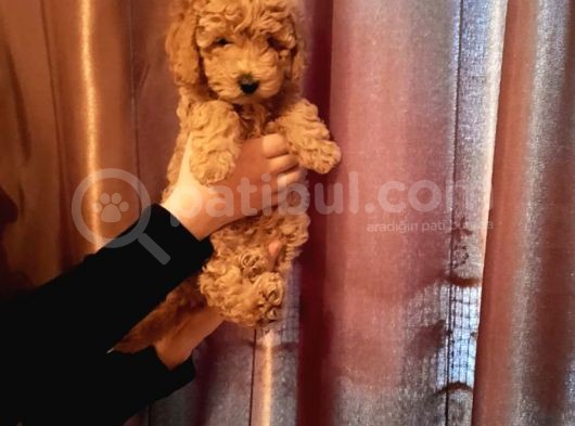 Şirin Mini Toy Poodle Yavrularımız görsel