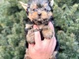Sevilmli Yorkshire Terrier Mini Yavrularımız