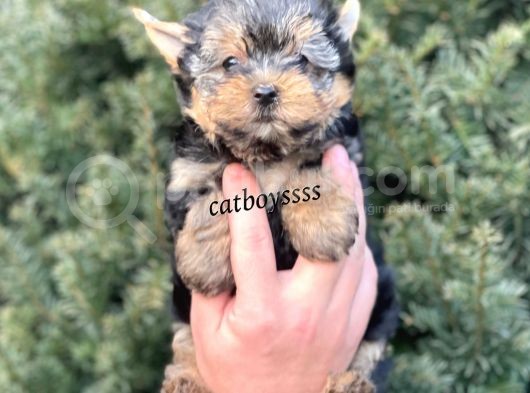Sevilmli Yorkshire Terrier Mini Yavrularımız görsel