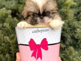 Mini Shihtzu Erkek Yavrular