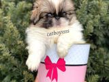 Mini Shihtzu Erkek Yavrular