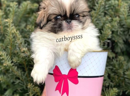 Mini Shihtzu Erkek Yavrular görsel