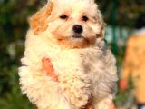 2 Aylik Erkek Malti̇poo