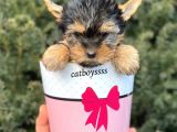Mini Yorkshire Terrier Erkek Yavrumuz