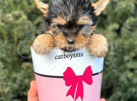 Mini Yorkshire Terrier Erkek Yavrumuz görsel
