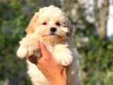 2 Aylik Erkek Malti̇poo