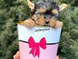 Mini Yorkshire Terrier Erkek Yavrumuz