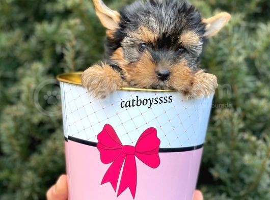 Mini Yorkshire Terrier Erkek Yavrumuz görsel