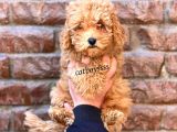 Red Toy Poodle Dişi Yavrumuz