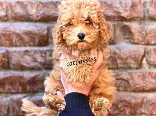 Red Toy Poodle Dişi Yavrumuz görsel