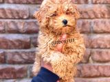 Red Toy Poodle Dişi Yavrumuz