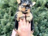 Safkan Mini Yorkshire Terrier Yavrularımız