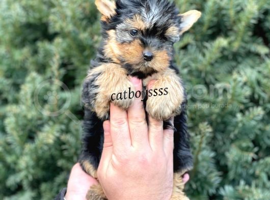 Safkan Mini Yorkshire Terrier Yavrularımız
