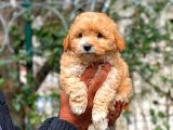 2. Aylik Erkek Ve Di̇şi̇ Malti̇poo Yavrular
