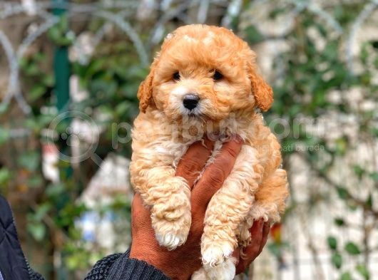 2. Aylik Erkek Ve Di̇şi̇ Malti̇poo Yavrular görsel