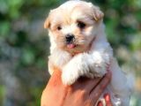 2 Aylik Erkek Ve Di̇şi̇ Malti̇poo Yavrular