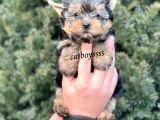 Sevilmli Yorkshire Terrier Mini Yavrularımız