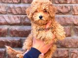 Red Toy Poodle Dişi Yavrumuz
