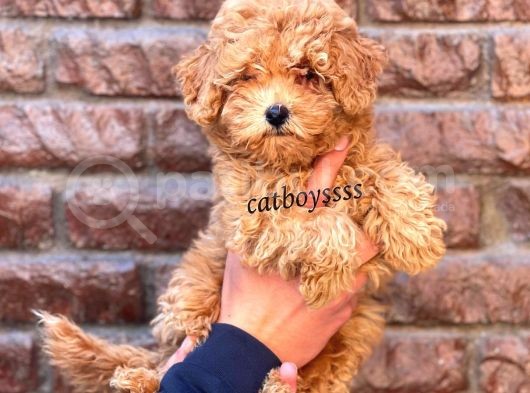 Red Toy Poodle Dişi Yavrumuz görsel