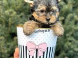 Yorkshire Terrier Mini Erkek Yavrumuz