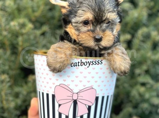 Yorkshire Terrier Mini Erkek Yavrumuz görsel