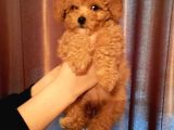 Şirin Mini Toy Poodle Yavrularımız