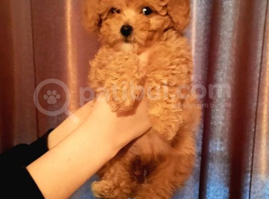 Şirin Mini Toy Poodle Yavrularımız görsel