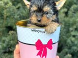 Mini Yorkshire Terrier Erkek Yavrumuz