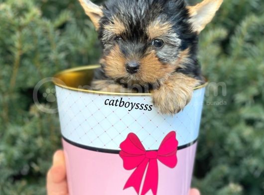 Mini Yorkshire Terrier Erkek Yavrumuz görsel
